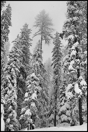 Winter  Pines