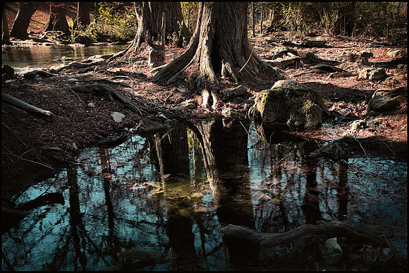Cypress Reflection