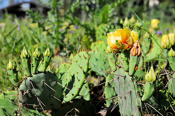 Blooming cactus