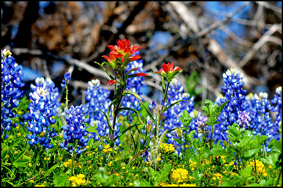 Indian paintbrush