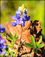 Plants & Flowers