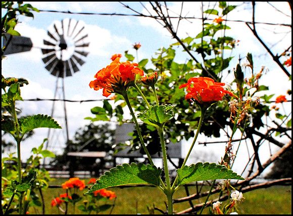 Geranium on the farm