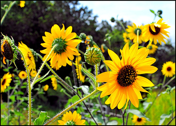 Sun Flower