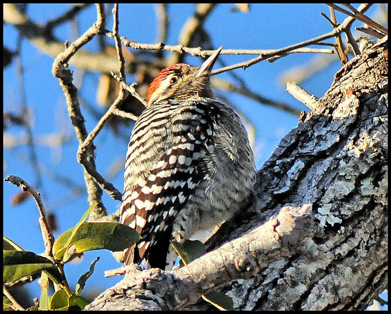 Woodpecker