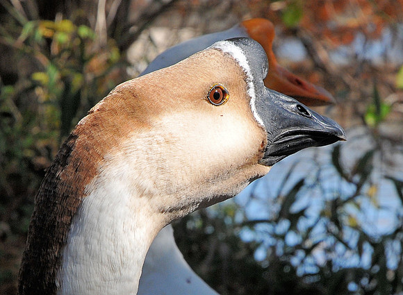 The Brown Goose
