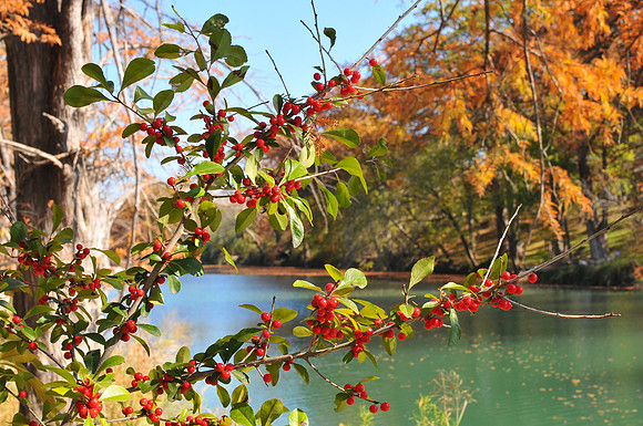 Fall on River Road