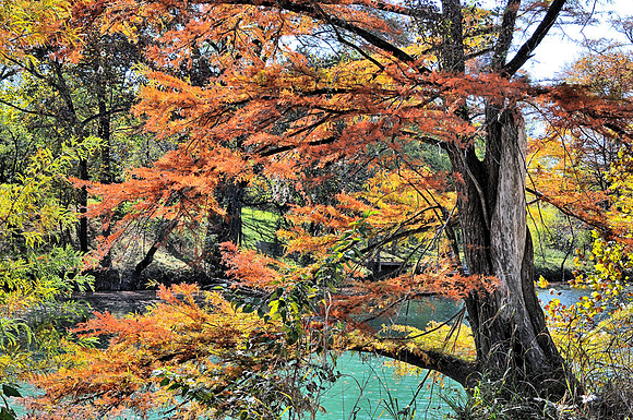 Cypress on the Blanco