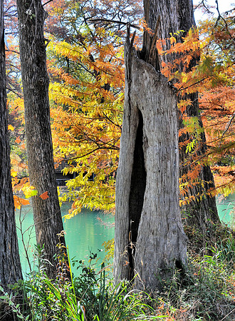 Cypress trunk on the Blanco