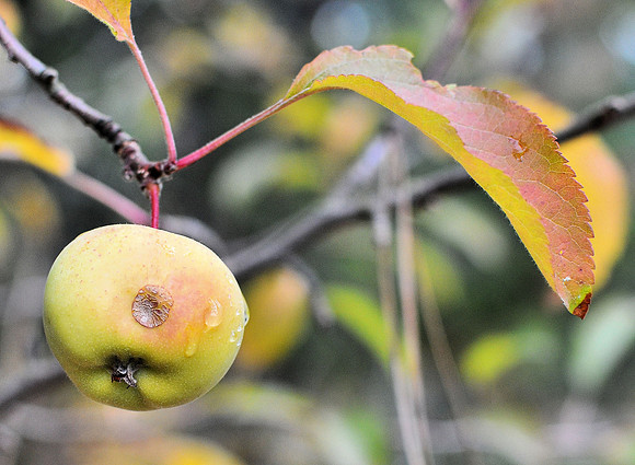 Wild Apple
