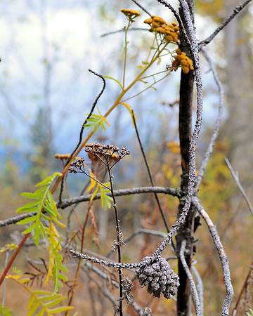 DSC_1635A