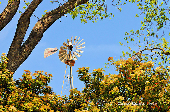 Spring Windmill