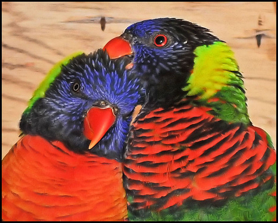 Love Birds
