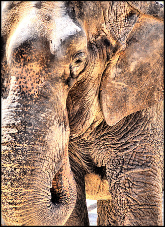 The Elephant