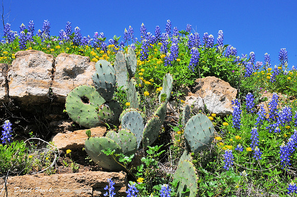 Texas Spring