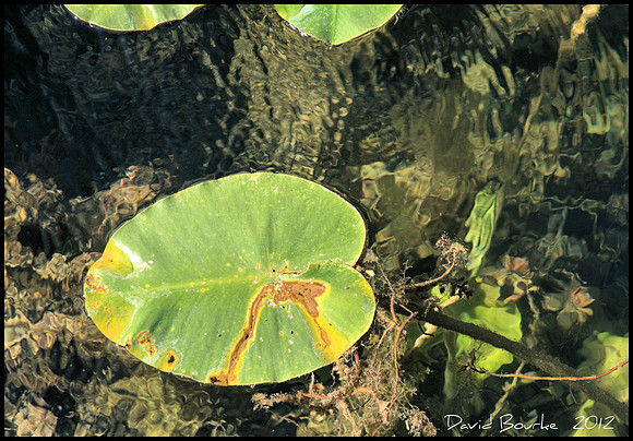 Lilly