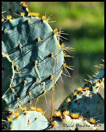 Nopales