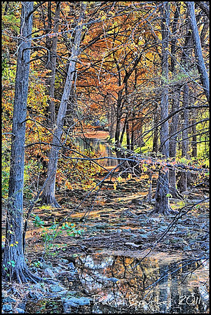 The woods of Cypree Creek