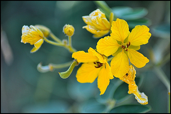 Moth Mullein
