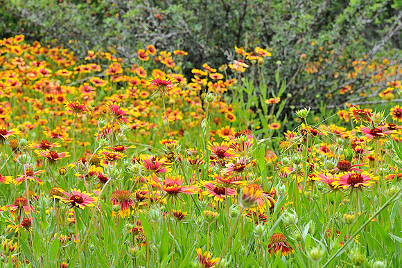 Field of daisy