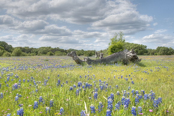 Blue bonnet field