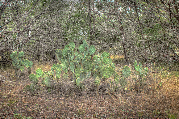 Prickle pear in the brush