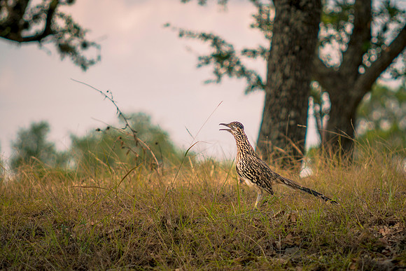 Roadrunner in the field