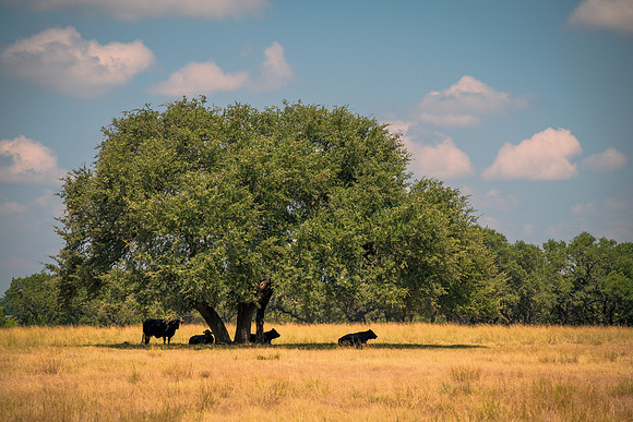 Hillcountry cows