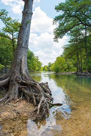 Cypress roots