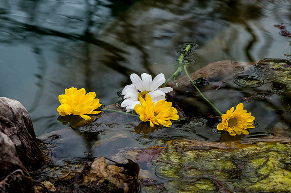Floating Daisies